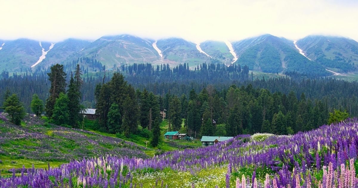 How to visit Valley of Flowers: Valley of Flowers of Uttarakhand