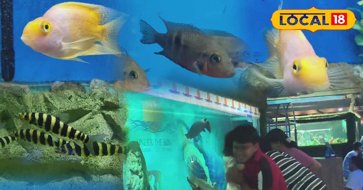 The biggest fish aquarium is here in Rajasthan! More than 400 species, 3D tunnel will also get thrill