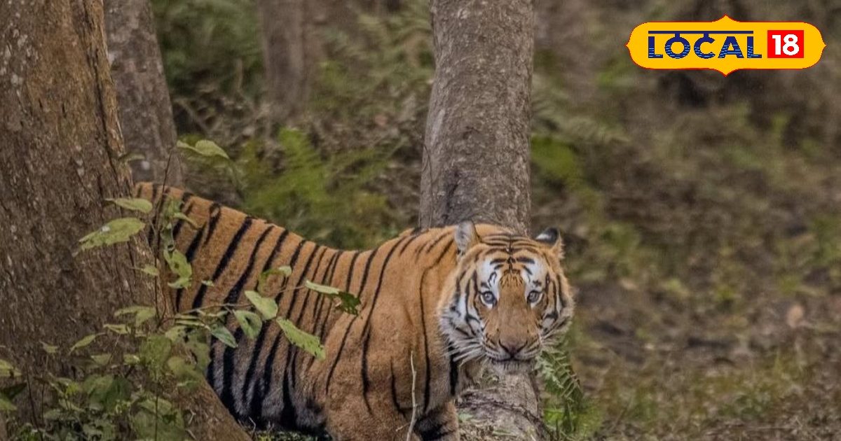 Pilibhit Tiger Reserve: Not only a tiger … Now you will be able to do these top 5 rare wildlife in Pilibhit, see photos
