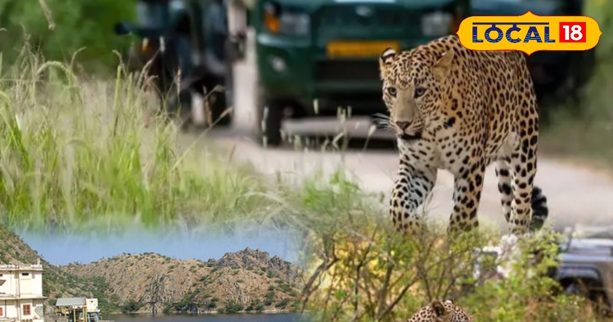 This century of Udaipur again buzzed after the monsoon, exciting leopard safari started, tourists saw chital-sambar