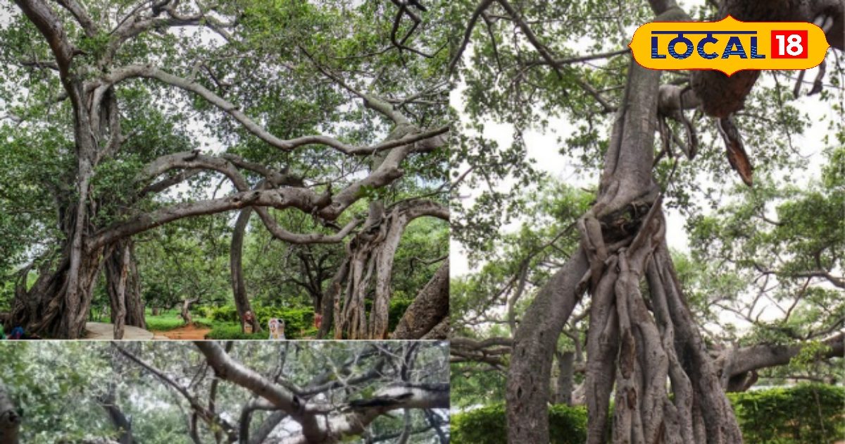 Pillalamarri 800-Year-Old Banyan Tree: Telangana’s Natural Wonder