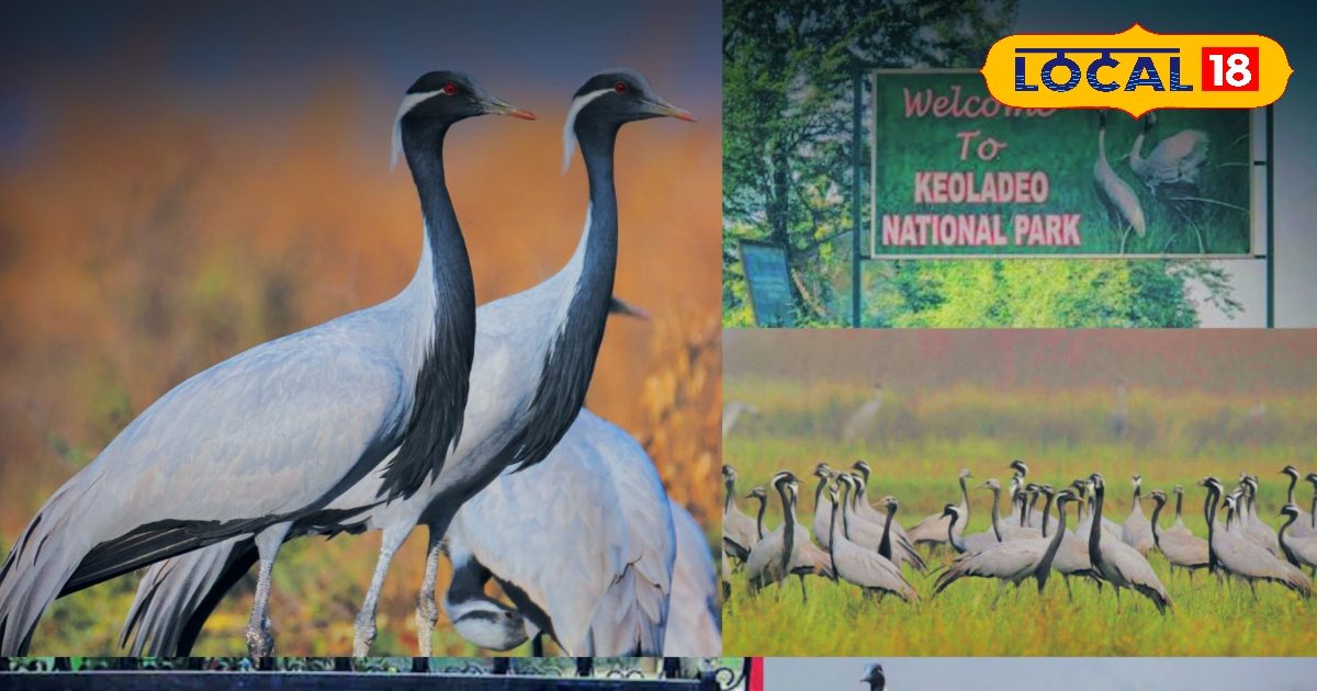 Kevladev National Park Bharatpur Birds | Kurjan Migration Russian Birds in India | Bird Watching Rajasthan | Winter Tourism India | Migratory Birds 2025
